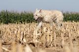 BOUVIER DES ARDENNES 133